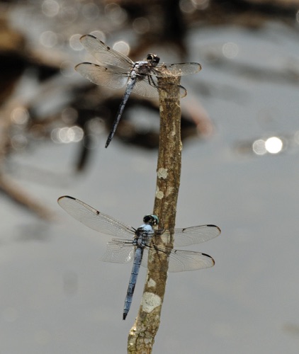 Male with Libellula vibrans
2009_08_01_Floyd